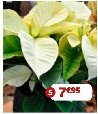 Plantas