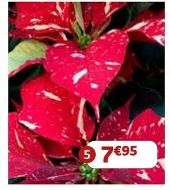 Plantas