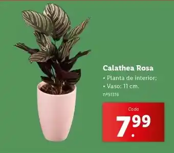 Lidl Planta - calathea rosa promoção