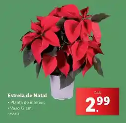 Lidl Estrela - estrela de natal promoção