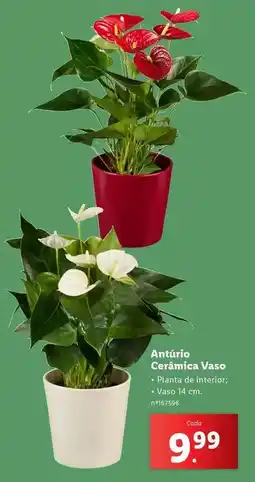 Lidl Planta - anturio ceramica vaso promoção