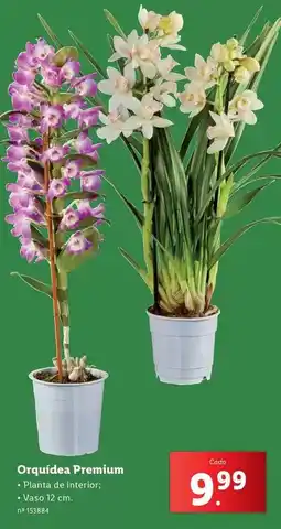 Lidl Premium - orquídea promoção