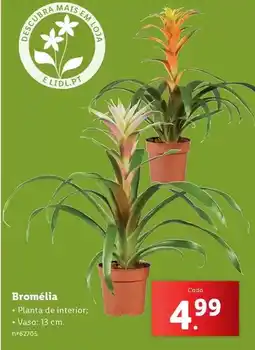 Lidl Planta - bromélia promoção