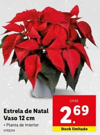 Lidl Estrela de Natal Vaso 12cm promoção