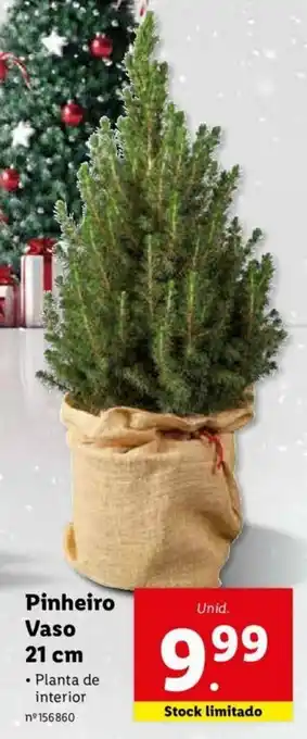 Lidl Pinheiro Vaso 21cm promoção