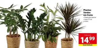Lidl Plantas Verdes em Cesto 17cm promoção