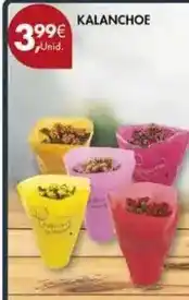 Pingo Doce Kalanchoe promoção