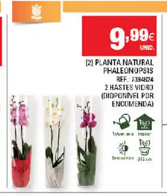 Continente (2) Planta Natural Phaleonopsis promoção
