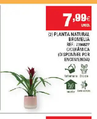 Continente (2) Planta Natural Bromelia promoção