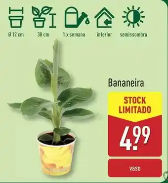 ALDI Bananeira promoção