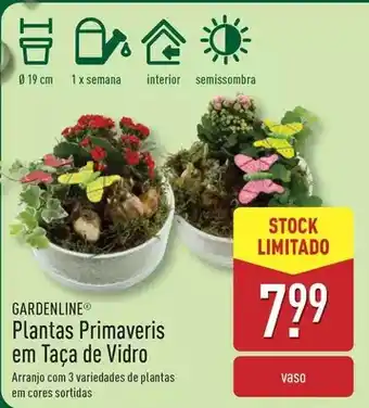 ALDI Gardenline - plantas primaveris em taça de vidro promoção