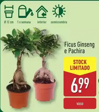 ALDI Ficus ginseng e pachira promoção