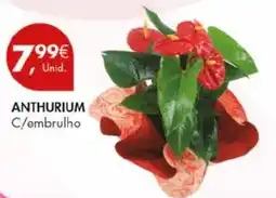 Pingo Doce ANTHURIUM C/embrulho promoção