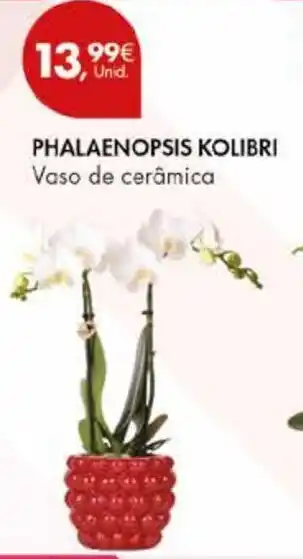 Pingo Doce Phalaenopsis kolibri vaso de cerâmica promoção