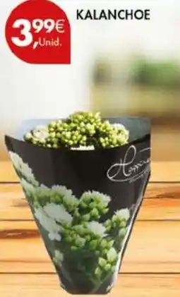 Pingo Doce Kalanchoe promoção