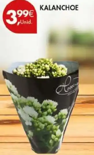 Pingo Doce Kalanchoe promoção