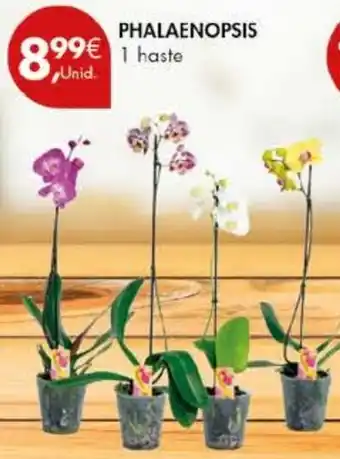 Pingo Doce Phalaenopsis promoção