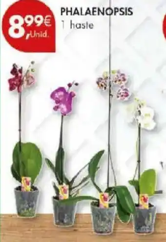 Pingo Doce Phalaenopsis promoção