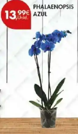 Pingo Doce Phalaenopsis azul promoção