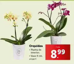Lidl Orquídea promoção