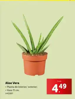 Lidl Aloe Vera promoção