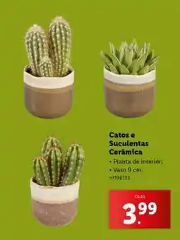 Lidl Catos e Suculentas Cerâmica promoção