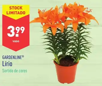 Gardenline Lírio