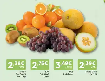 Amanhecer Kiwi promoção