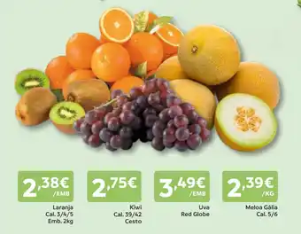 Amanhecer Uva Red Globe promoção