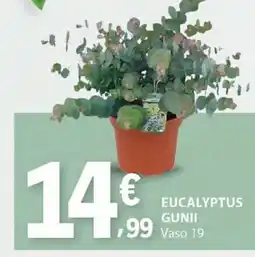 E.Leclerc Eucalyptus Gunnii promoção