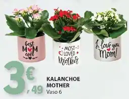 E.Leclerc KALANCHOE MOTHER promoção