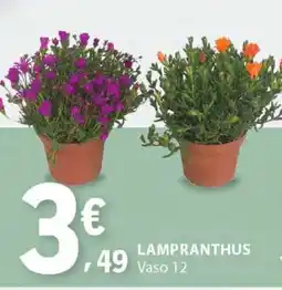 E.Leclerc Lampranthus promoção