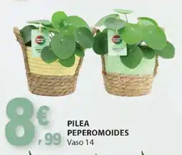 E.Leclerc PILEA PEPEROMOIDES promoção