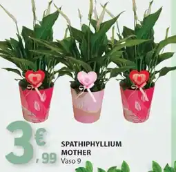 E.Leclerc SPATHIPHYLLIUM MOTHER promoção
