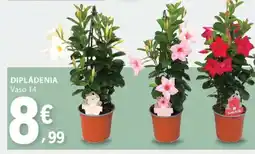 E.Leclerc Dipládenia Vaso 14 promoção