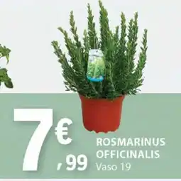 E.Leclerc Rosmarinus Officinalis promoção