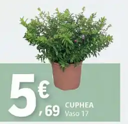 E.Leclerc CUPHEA Vaso 17 promoção