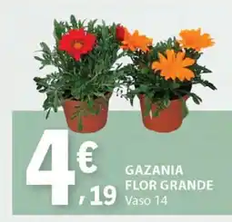 E.Leclerc GAZANIA FLOR GRANDE Vaso 14 promoção