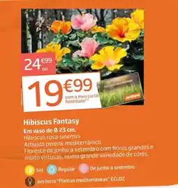 Jardiland Hibiscus Fantasy Em vaso de Ø 23 cm. promoção