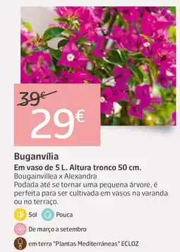 Jardiland Buganvília Em vaso de 5 L. Altura tronco 50 cm. Bougainvillea x Alexandra promoção