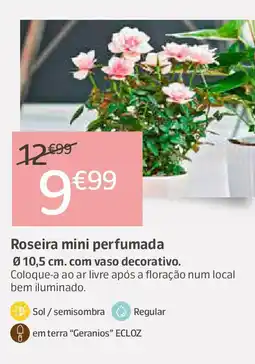 Jardiland Roseira mini perfumada promoção