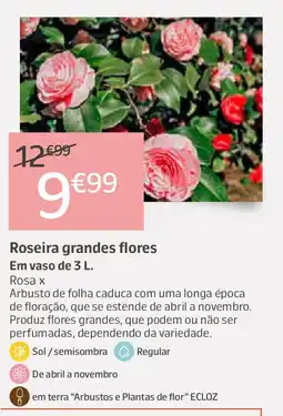 Jardiland Roseira grandes flores Em vaso promoção