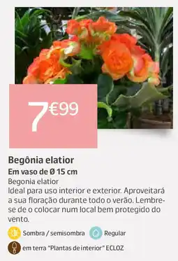 Jardiland Begônia elatior promoção