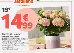 Jardiland Hortensia Magical Em vaso de Ø 14 cm. promoção