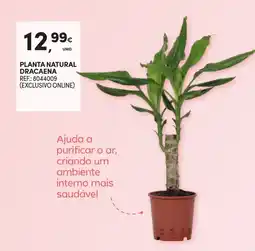 Continente Planta natural dracaena promoção