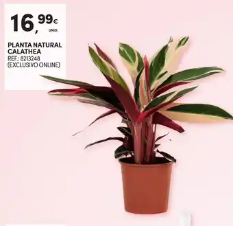 Continente Planta natural calathea promoção