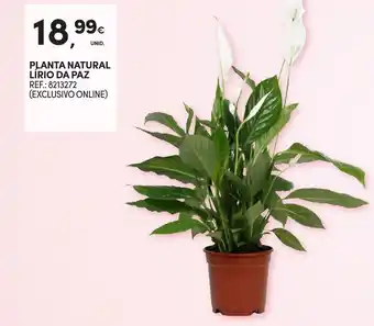 Continente Planta natural lírio da paz promoção