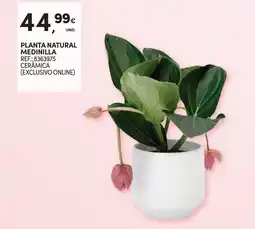 Continente Planta natural medinilla promoção