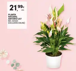 Continente Planta natural antúrio lily promoção