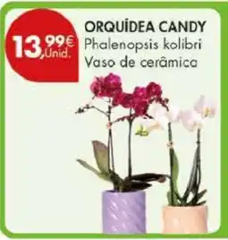 Pingo Doce ORQUÍDEA CANDY promoção